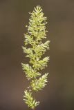 Koeleria macrantha