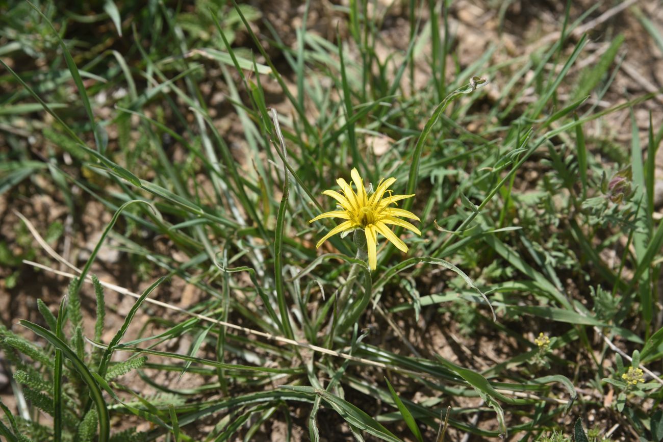 Image of genus Scorzonera specimen.