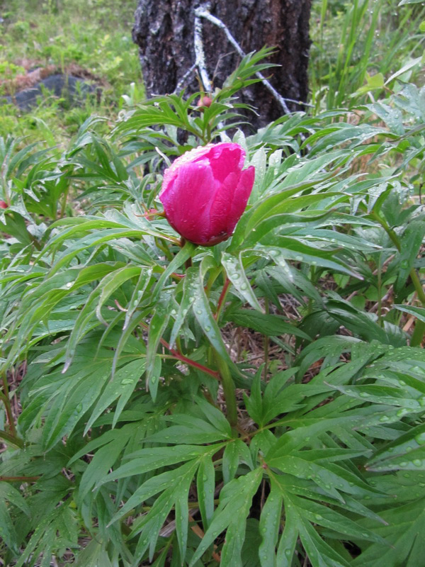 Image of Paeonia anomala specimen.