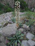 Eremurus lactiflorus
