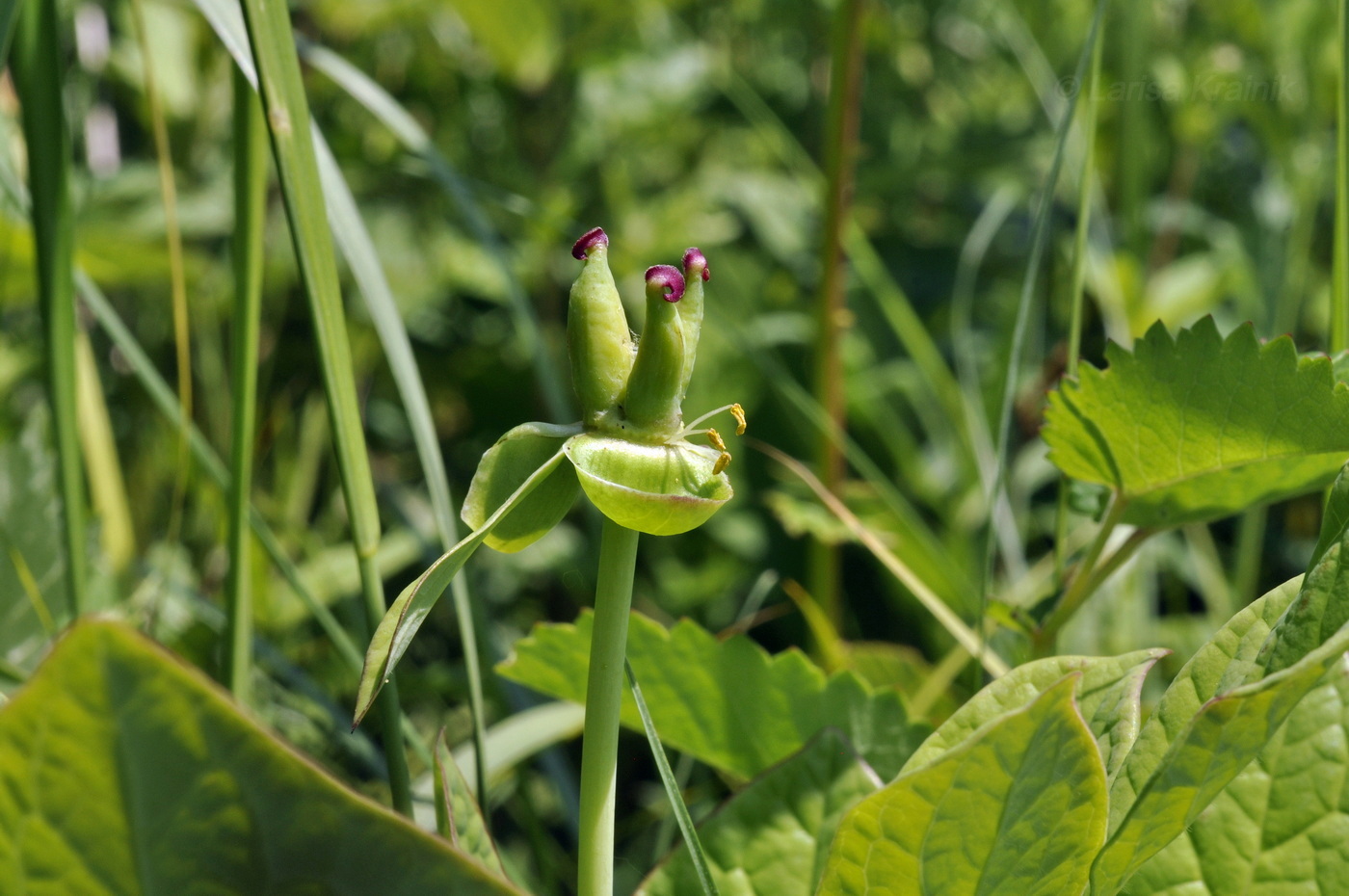Image of Paeonia obovata specimen.