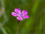 Dianthus deltoides