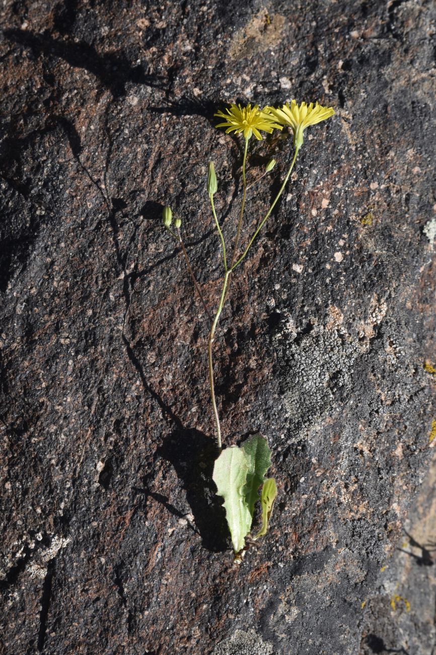 Image of Unknown species specimen.