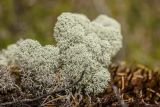 Cladonia stellaris