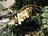 Hedysarum flavescens. Верхушка побега с соплодием. Казахстан, Жамбылская обл., Жуалынский р-н, запов. \"Аксу-Джабаглы\"; Таласский Алатау, ущ. Коксай, ≈ 2150 м н.у.м., берег речки. 16 августа 2025 г.