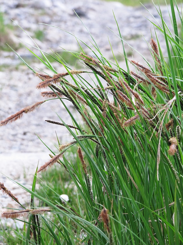 Image of Carex acuta specimen.