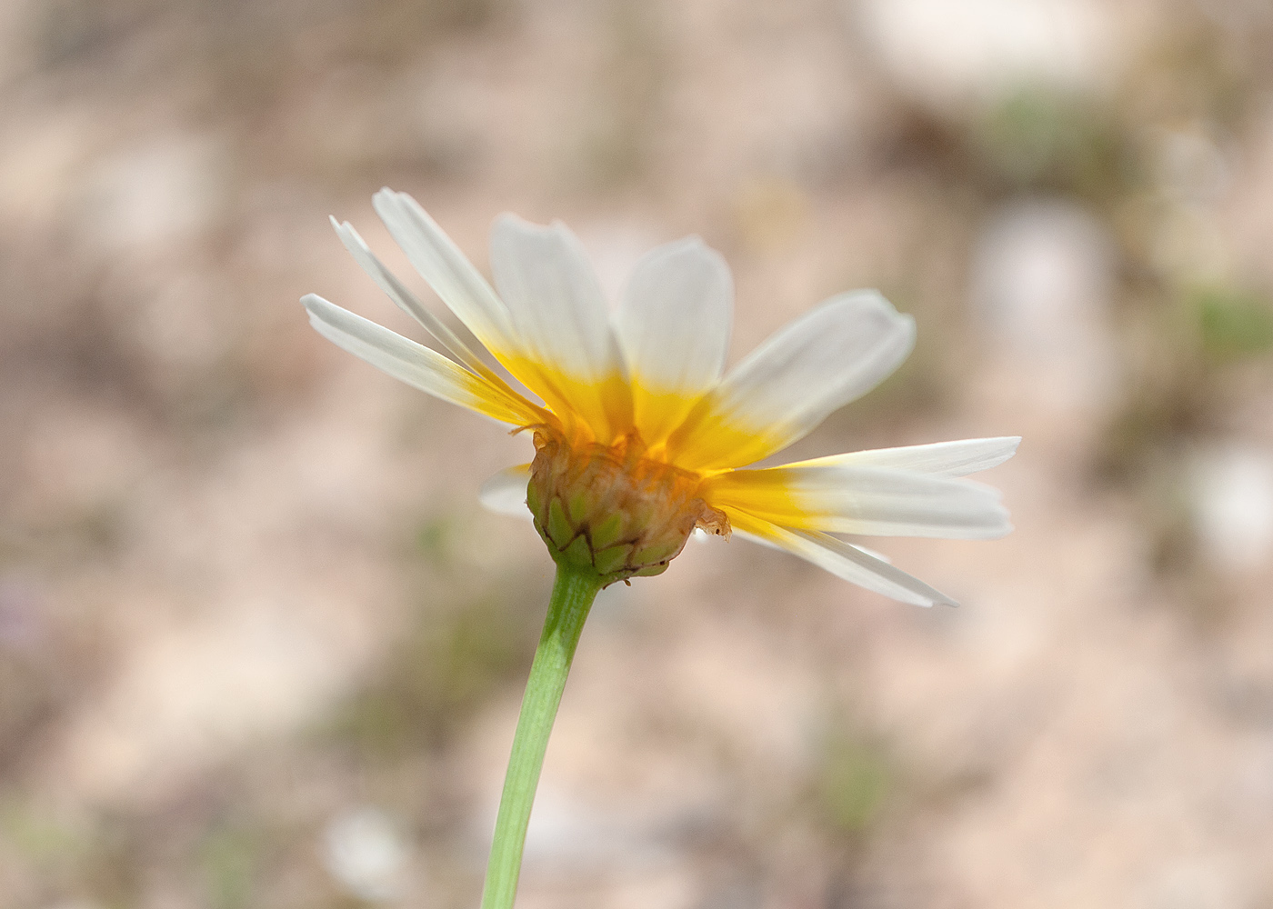 Изображение особи Glebionis coronaria.
