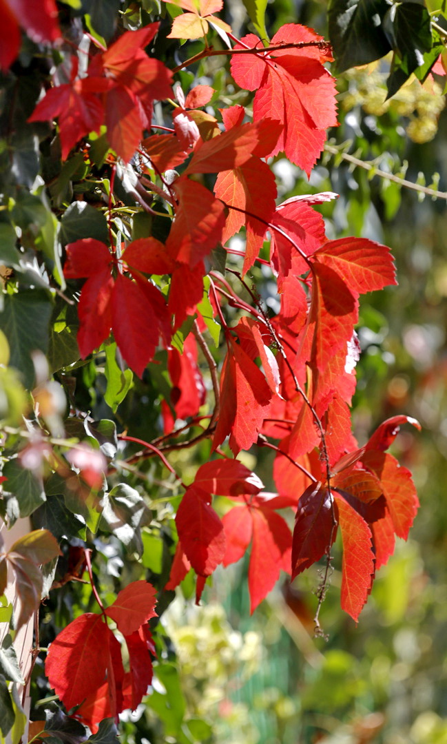Изображение особи род Parthenocissus.