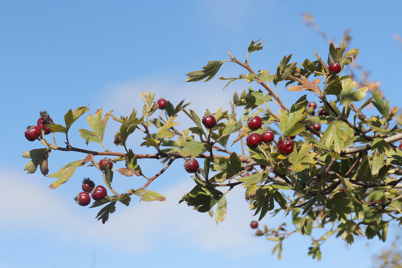 Image of Crataegus × tournefortii specimen.