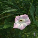 Изображение особи. Автор - Наталья Володина