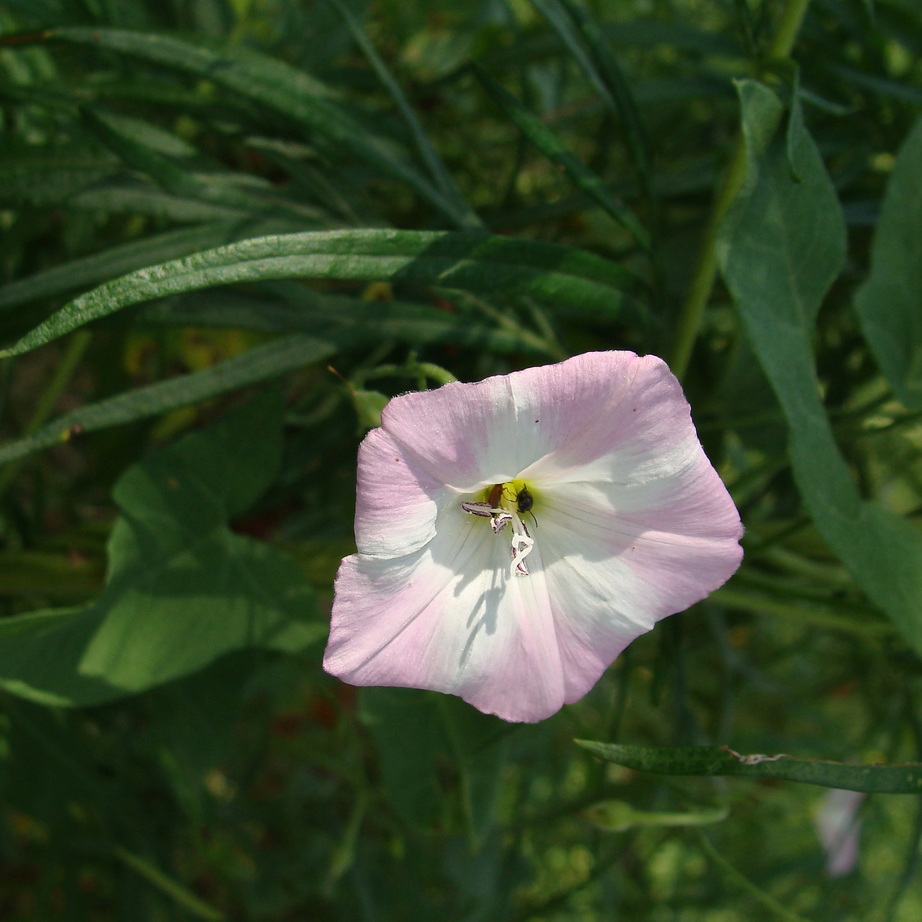 Изображение особи Convolvulus arvensis.