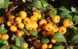 Pyracantha crenulata. Соплодия и листья. Узбекистан, г. Ташкент, Юнусабадский р-н, окр. Национального банка Узбекистана, в городском озеленении, в культуре. 15.11.2025.