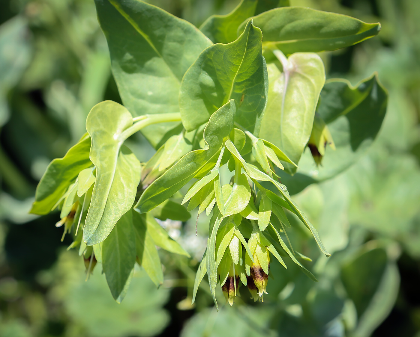 Изображение особи Cerinthe glabra ssp. caucasica.