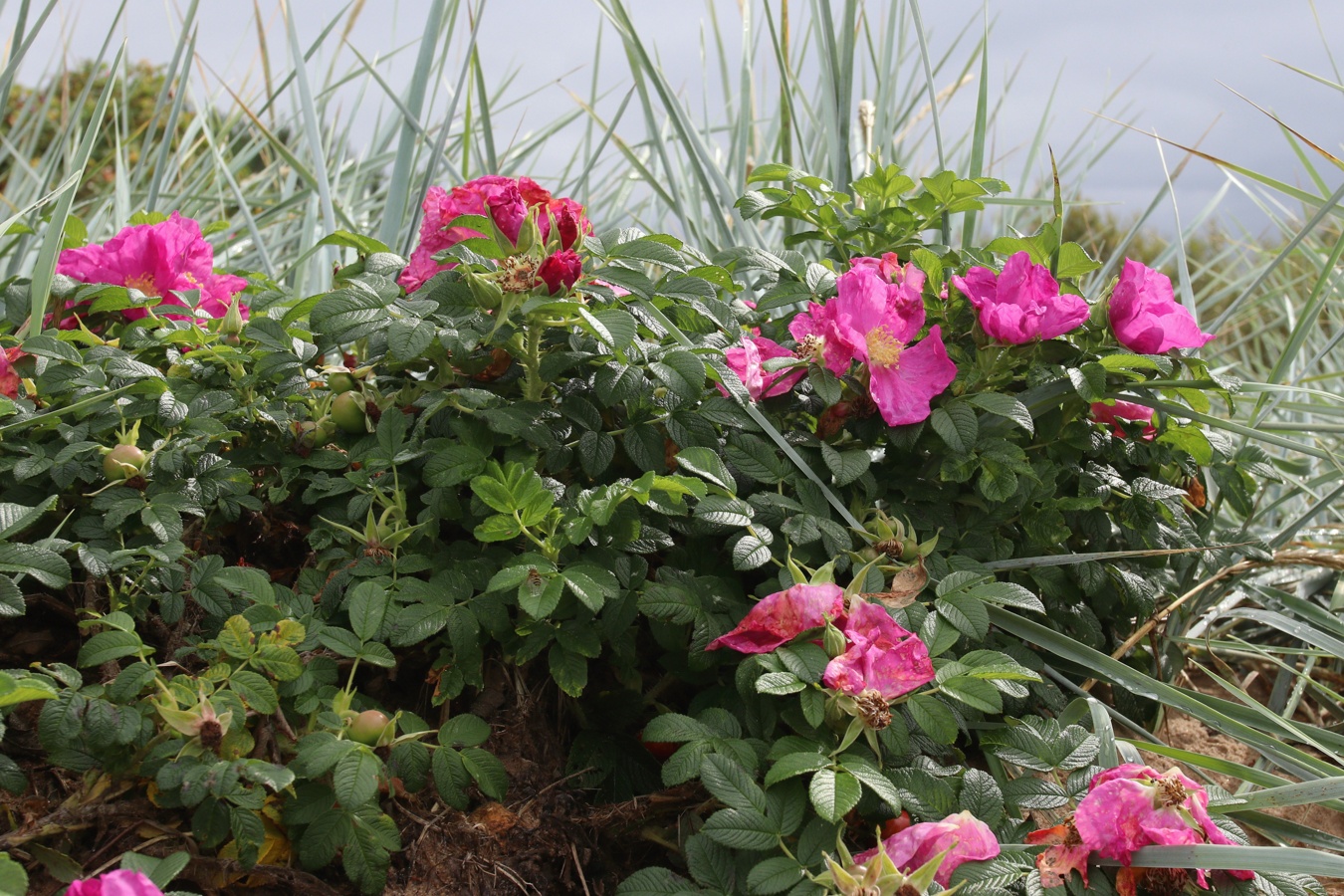 Изображение особи Rosa rugosa.