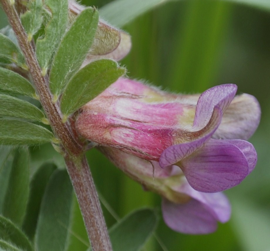 Image of Vicia striata specimen.