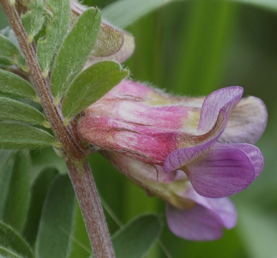 Image of Vicia striata specimen.