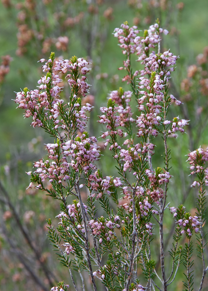 Image of Erica manipuliflora specimen.
