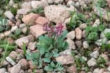 Corydalis ledebouriana