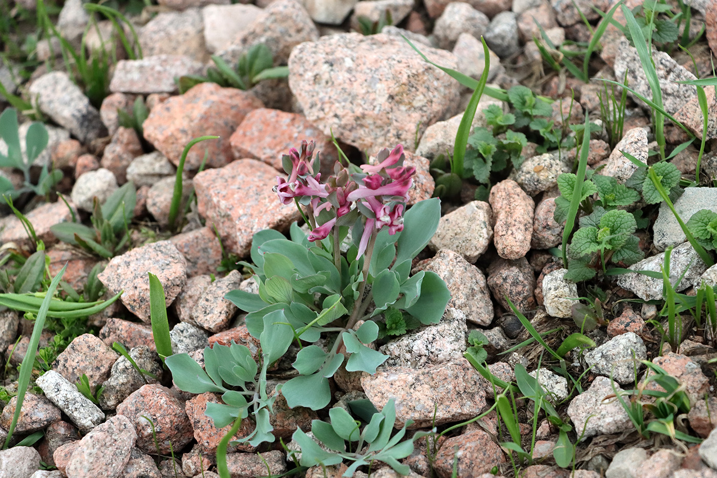 Image of Corydalis ledebouriana specimen.