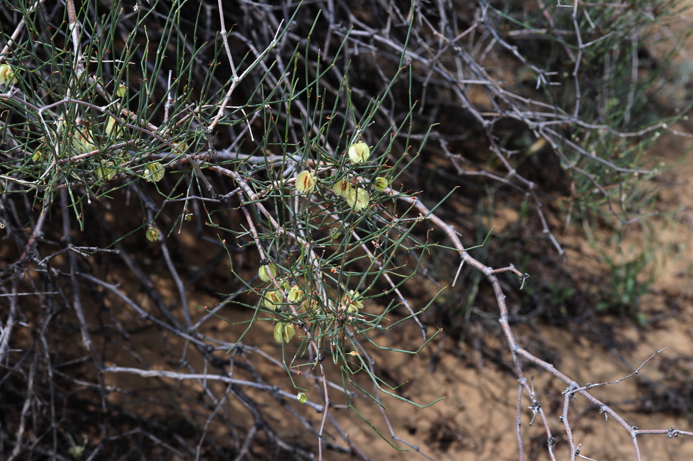 Image of Calligonum leucocladum specimen.