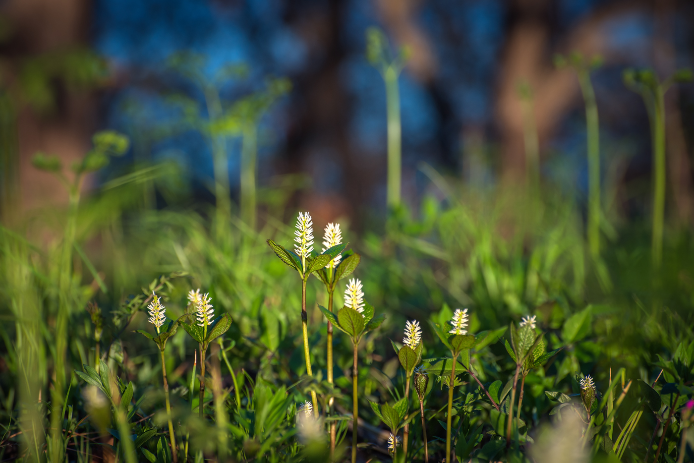 Image of Chloranthus quadrifolius specimen.