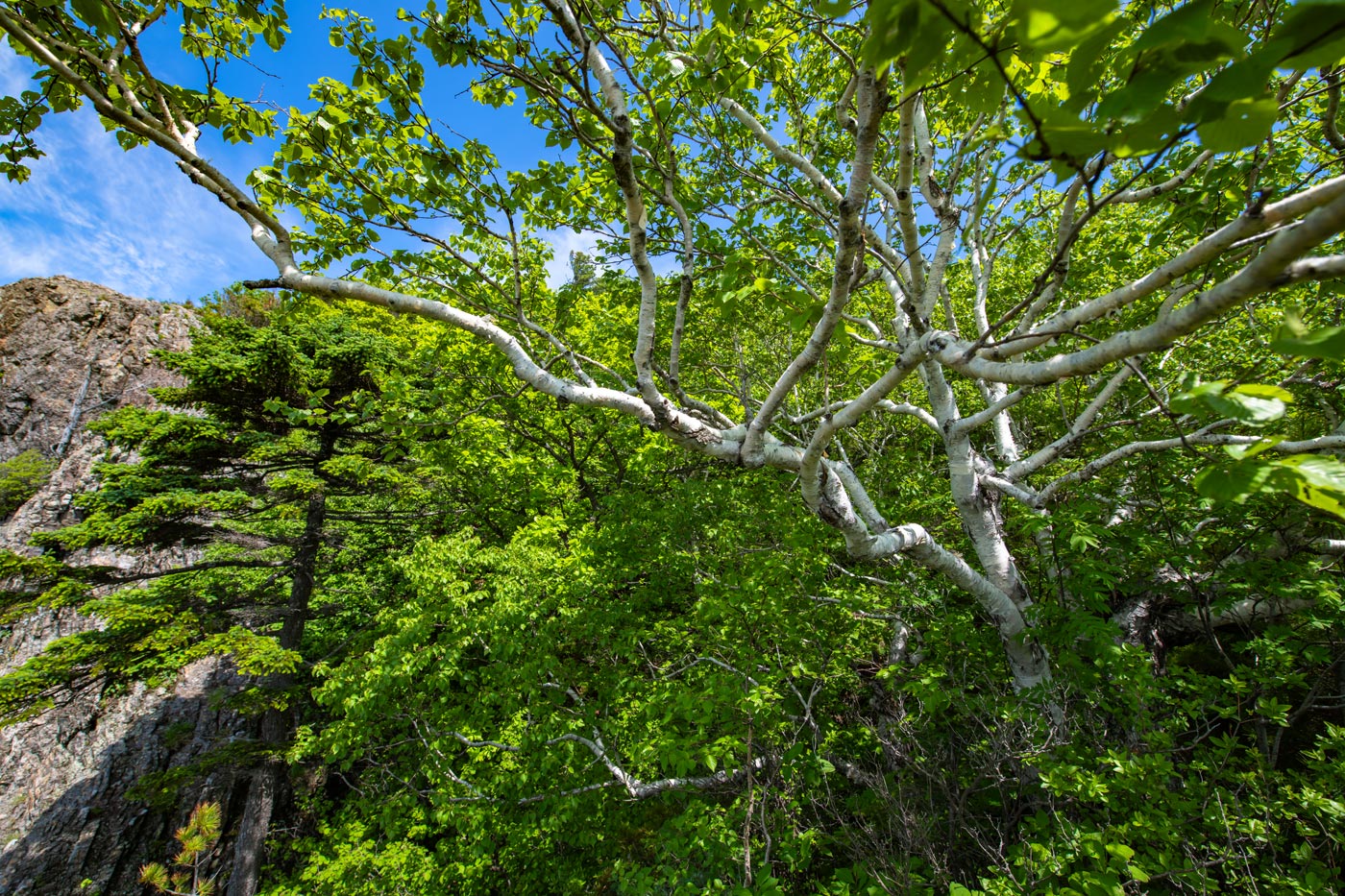 Изображение особи Betula lanata.