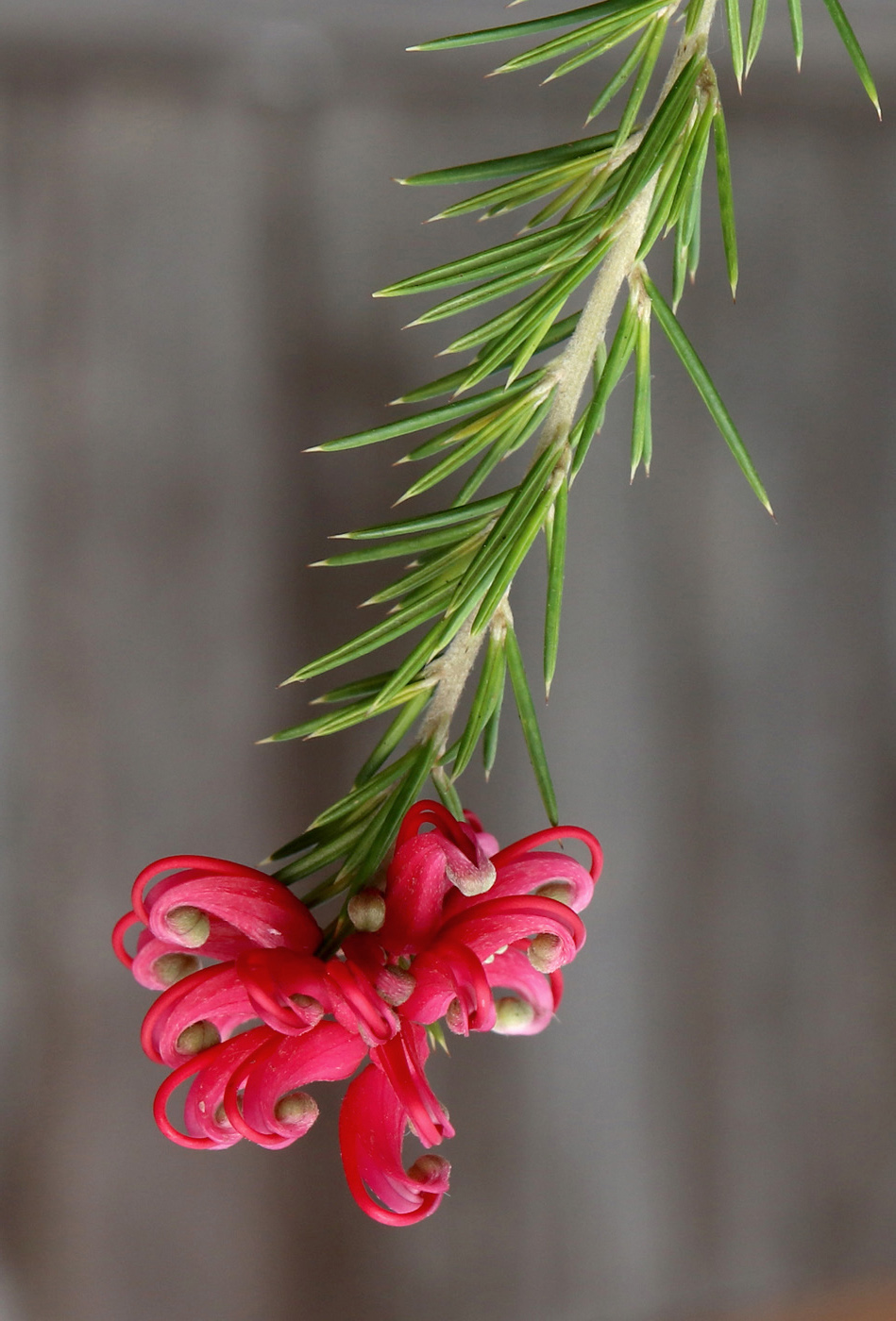Image of Grevillea rosmarinifolia specimen.