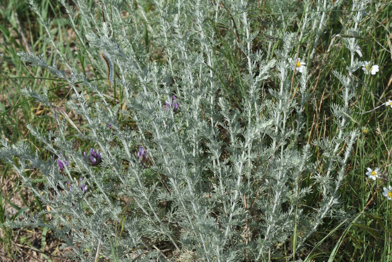 Изображение особи род Artemisia.