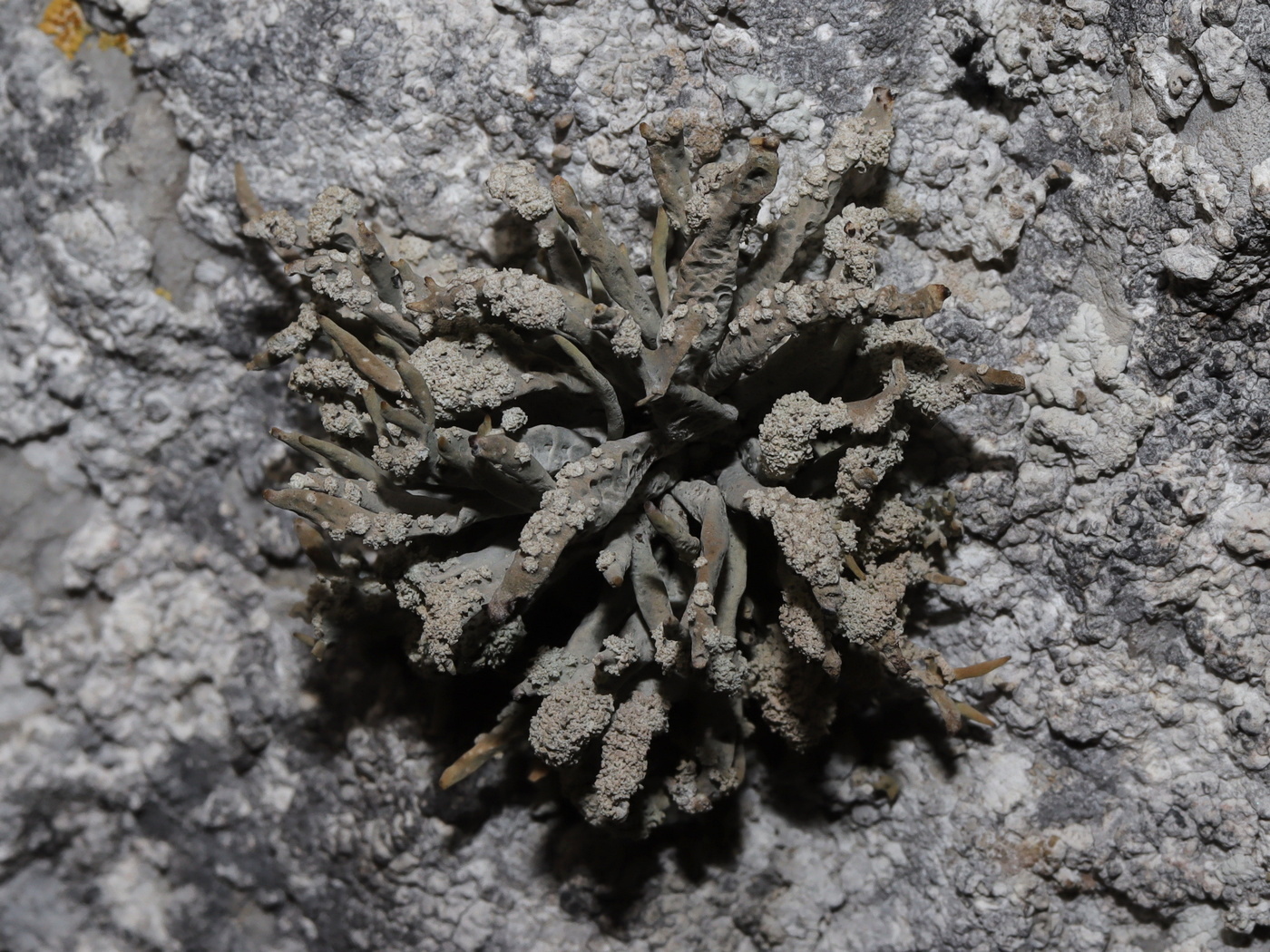 Изображение особи Roccella phycopsis.