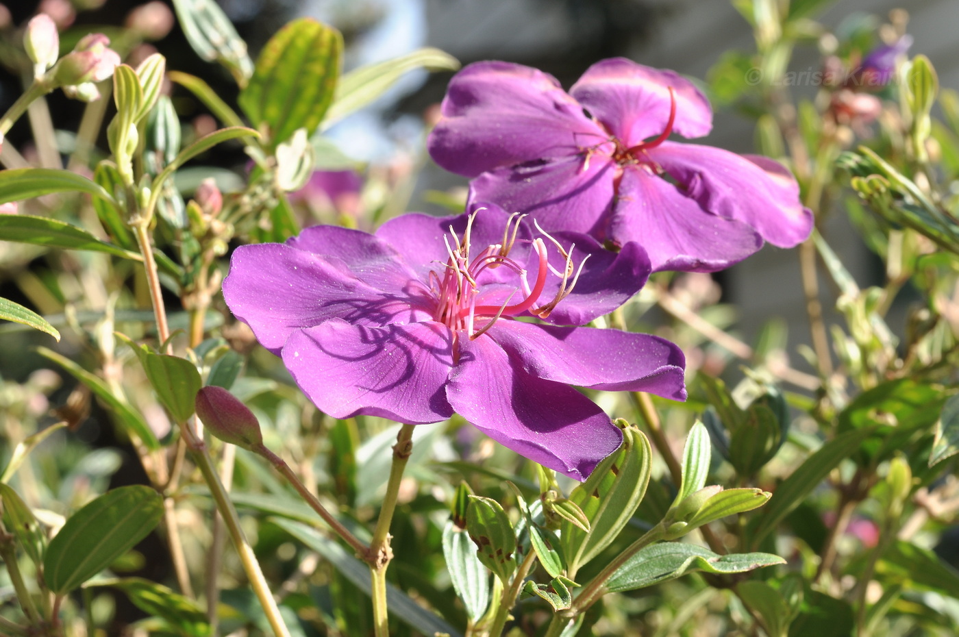 Image of Pleroma semidecandrum specimen.