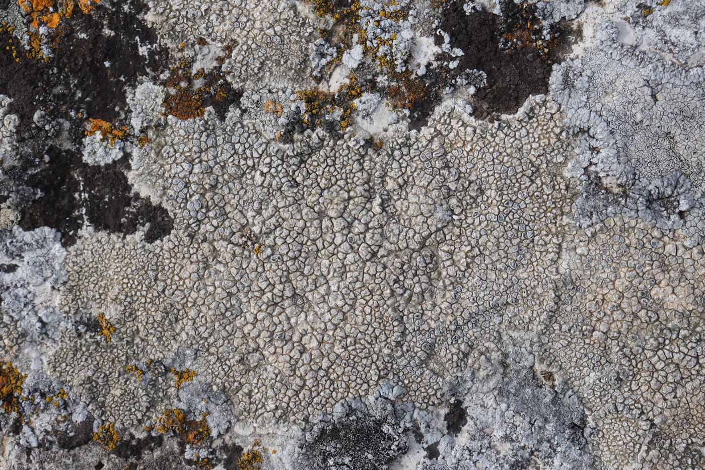 Image of Lecanora muralis specimen.
