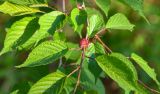 Cerasus sachalinensis. Часть ветви с прицветником. Приморский край, хр. Тимпур (Береговой), скала. 13.05.2026.