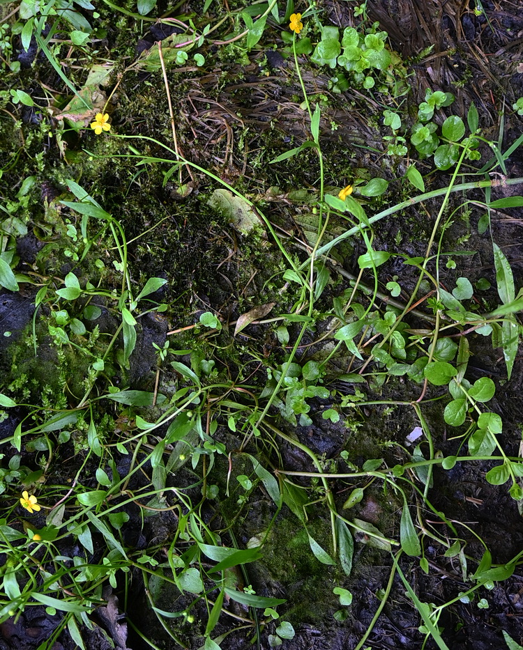 Изображение особи род Ranunculus.