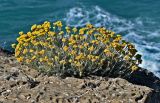 Helichrysum stoechas. Цветущие растения. Португалия, округ Бежа, окр. г. Карвальял, на скале. 06.06.2026.