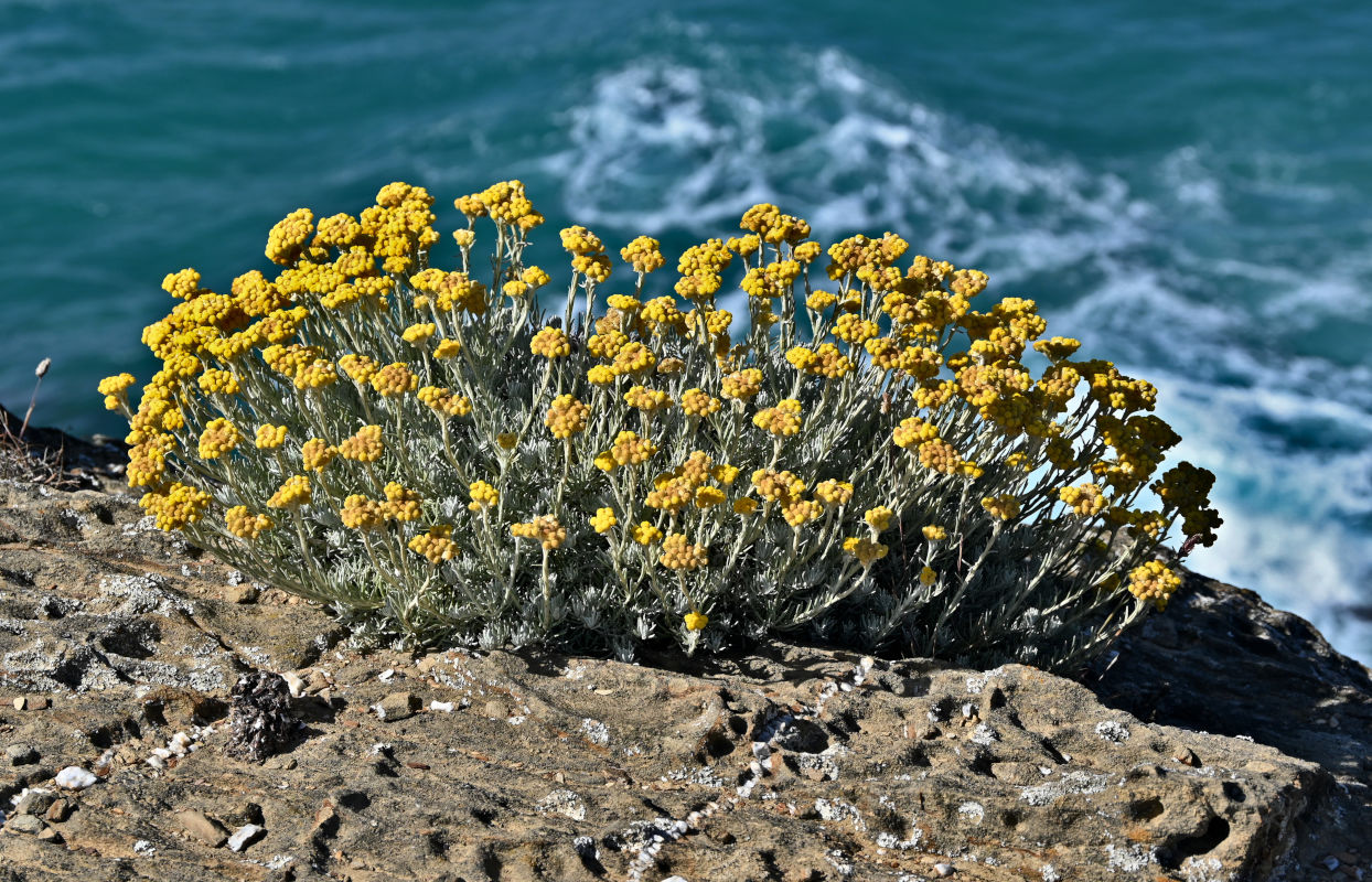 Image of Helichrysum stoechas specimen.