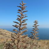 Echium vulgare. Верхушки сухих соплодий. Республика Крым, м/о г. Судак, мыс Меганом, обочина грунтовой дороги. 28.09.2024.
