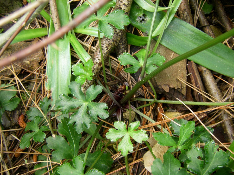 Изображение особи Sanicula europaea.