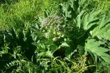 genus Heracleum