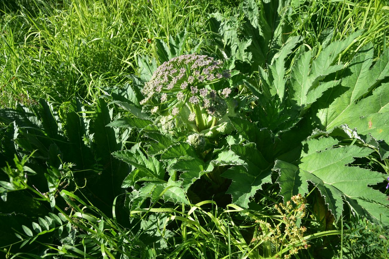 Image of genus Heracleum specimen.
