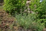 Centranthus longiflorus
