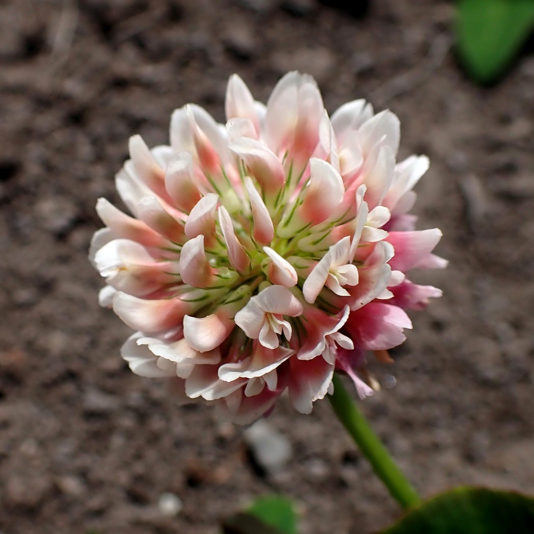 Image of Trifolium hybridum specimen.