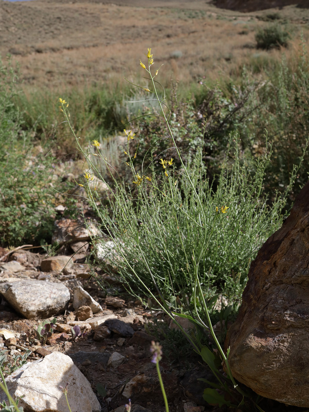 Image of Sisymbrium brassiciforme specimen.