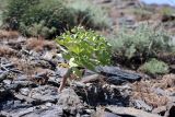 Euphorbia rapulum. Плодоносящее растение. Узбекистан, Джизакская обл., хр. Нуратау, гора Койташ, басс. р. Нарвансая, верховья Нарвансая, окр. урочища Саритал., ок. 1550 м н.у.м. 14.05.2025.
