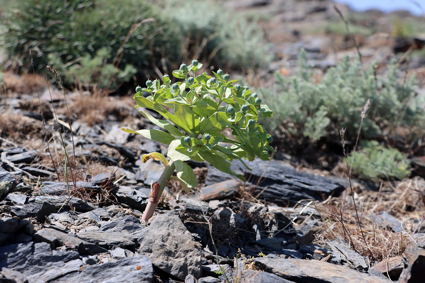 Image of Euphorbia rapulum specimen.