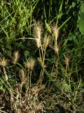 Hordeum murinum. Плодоносящие растения. Республика Молдова, муниципалитет Кишинёв, г. Кодру. 29 июля 2026 г.