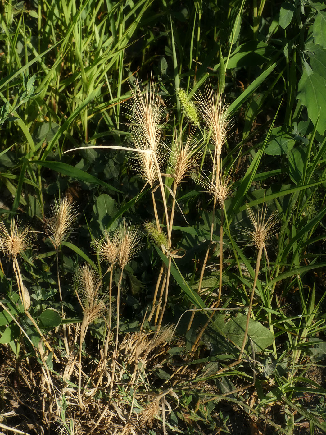 Image of Hordeum murinum specimen.