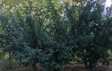 Taxus baccata
