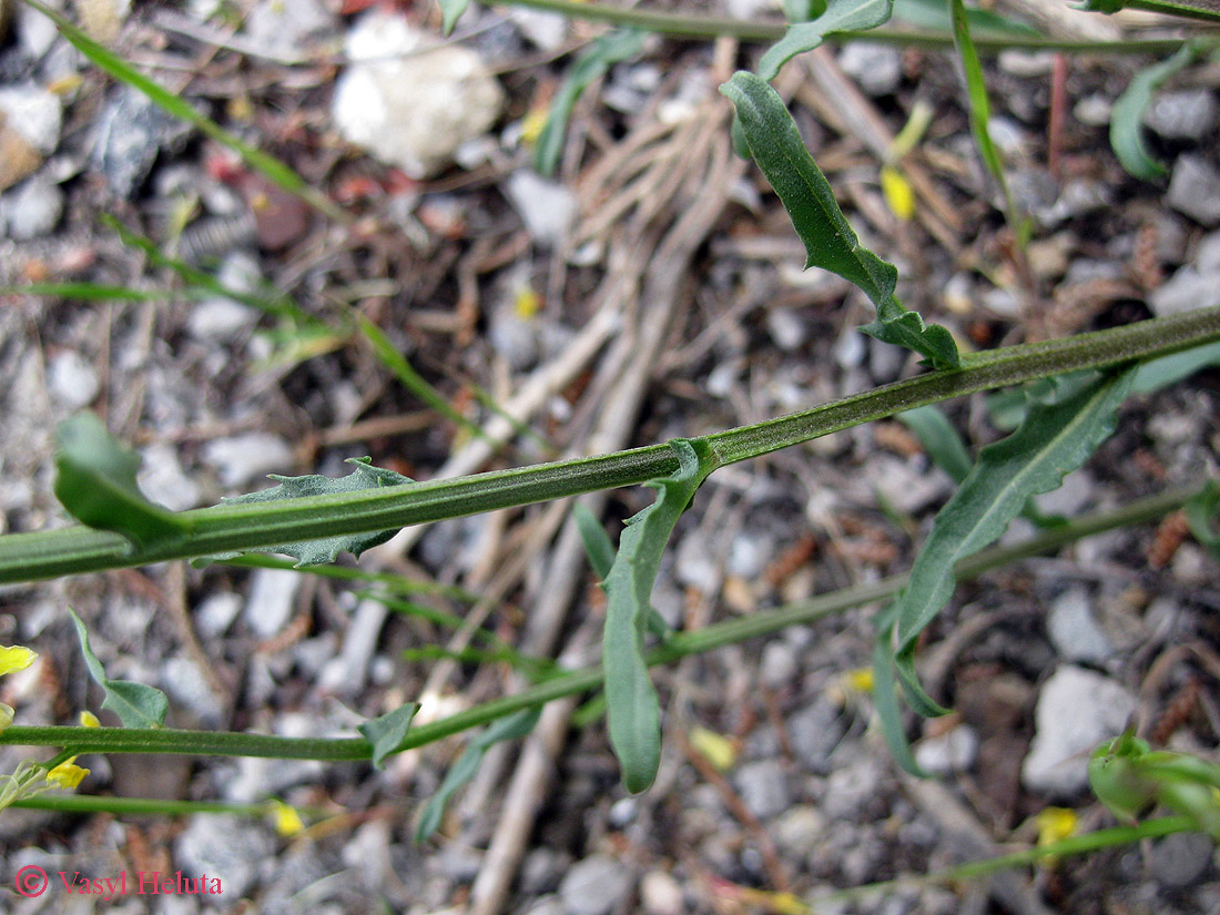 Image of Erysimum cuspidatum specimen.