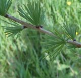 Larix sibirica. Часть побега. Чувашия, окр. г. Шумерля, дер. Подборное. 7 июня 2006 г.