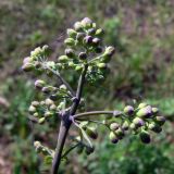 Thalictrum minus